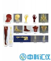 美國RSD 人體部分模體